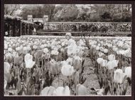 Girl in a field of tulips